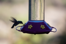 Nur die Hummingbirds kommen mit ihren dünnen, langen Schnäbeln ans Wasser