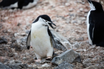 pinguine-4-von-3